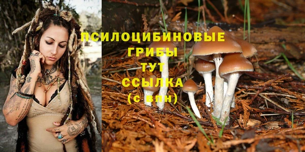 PSILOCYBIN Белокуриха